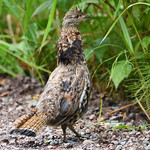 Ruffed Grouse One of my favorite woodland birds. Spotted this bird while driving one of the gravel roads in the Superior National Forest. 