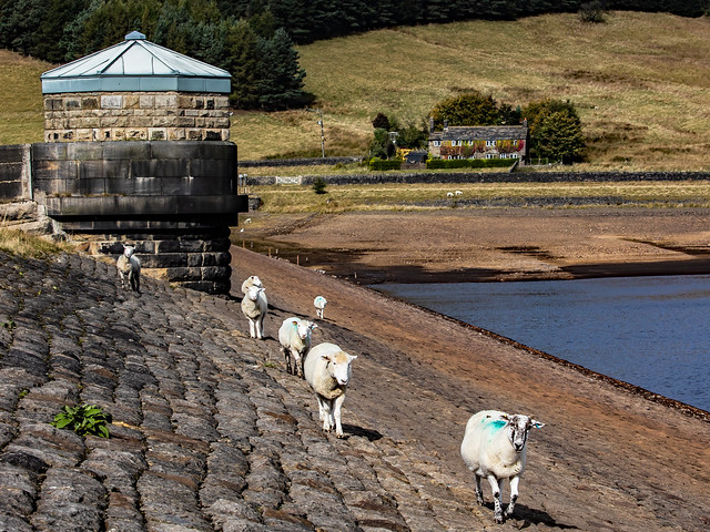 Reservoir Sheep