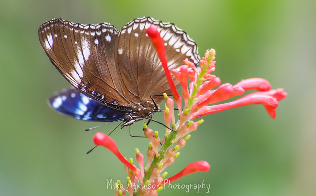 Diadem Butterfly on a Firespike Flower.