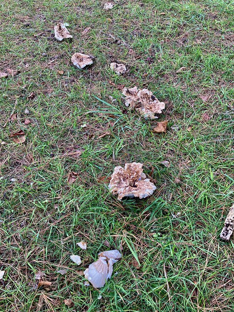 Necropolis fungi.