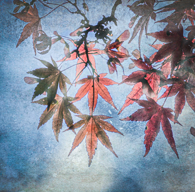 Acer Leaves in Autumn
