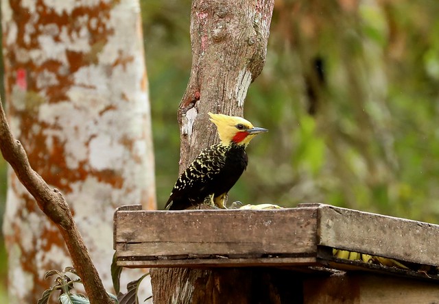 Blond-crested Woodpecker --- Celeus flavescens
