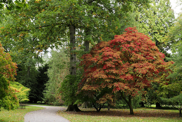 Acers of the Acer Glade: Turning red