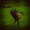 Guided tour of the red deer rut in Eekholt Wildlife Park | October 3, 2022 | Eekholt - Grossenaspe - Schleswig-Holstein - Germany