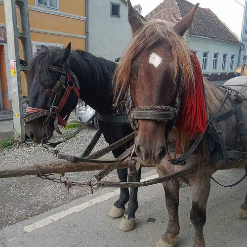 Very strong draft horses