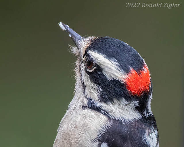 Downy Woodpecker MG_3085