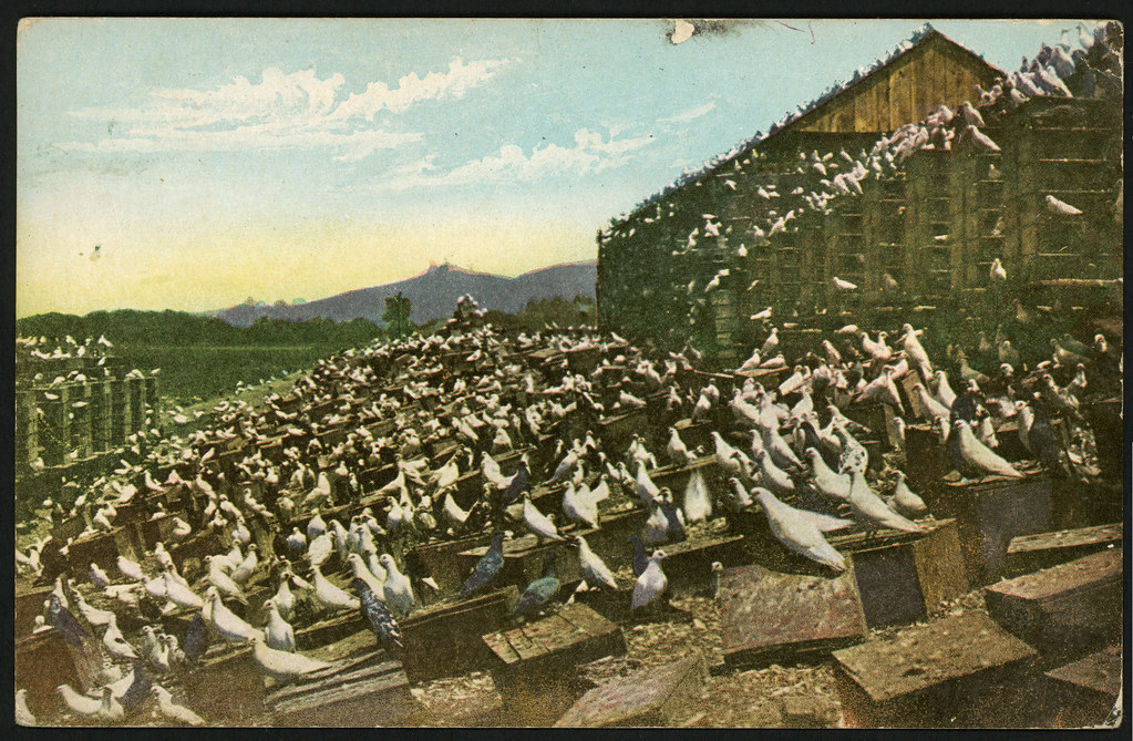 Benham Indian Trading Co. 1004 - Pigeon Farm, Los Angeles,… | Flickr