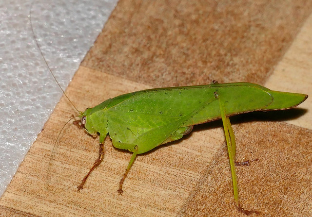 Leaf Katydid (Montezumina sp.)