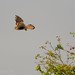 Kestrel flies from Hawthorn. N. Norfolk.