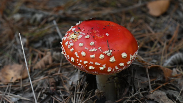 Fly Agaric at Swinley Forest