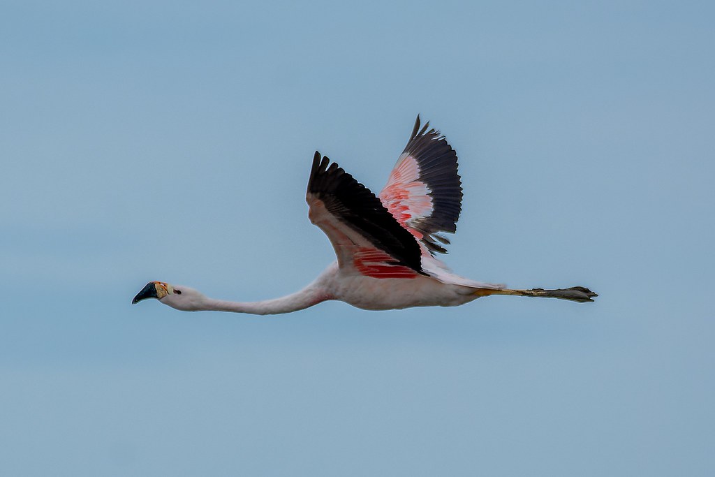 flamingo-dos-andes (Phoenicoparrus andinus)