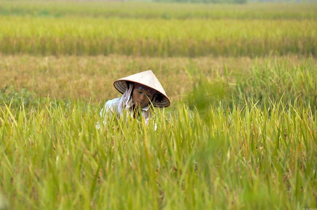 Jeune vietnamienne au travail dans les rizières