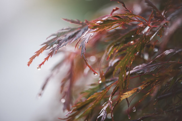 Rainy japanese maples leaves