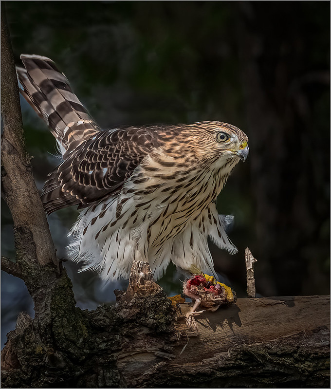 Coopers Hawk With Dinner by Ron Szymczak - Award Class A DPI - Sept 22
