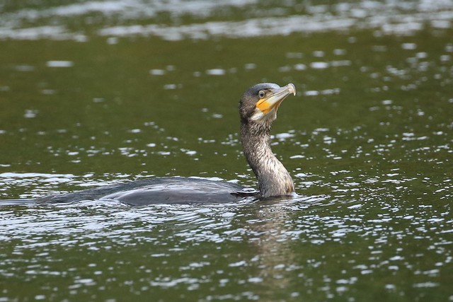 Cormorant not too successful today