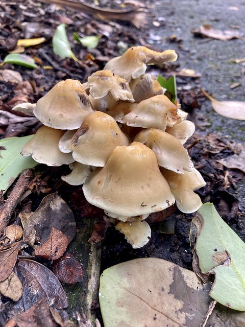 Queen Mary road fungi.