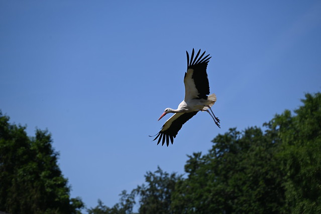 stork day