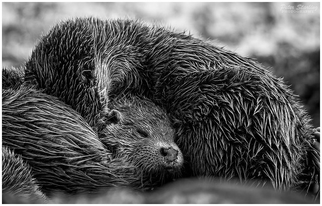 Otters on the Isle of Mull