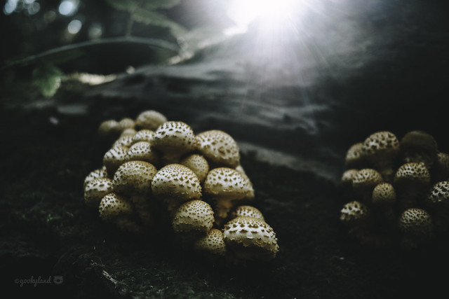 10.1.2022: mushroom season has begun🍄