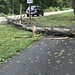 Storm damage on the Mount Vernon Trail.