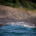 Grey Whale Hump.jpg