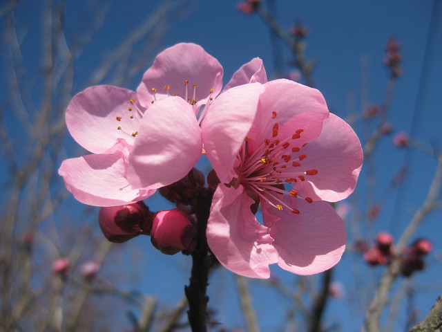 Prunus Blossom in the Afternoon Sun - Preston