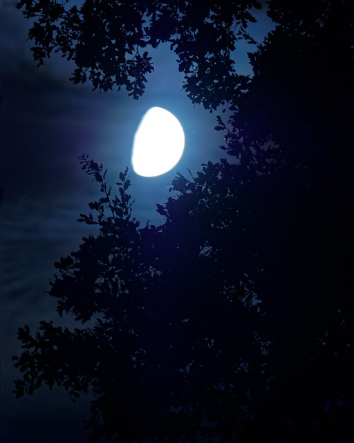 moon_behind_oak_leaves