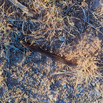 Montvale Cemetery After a bit of research, I believe this leggy man is Orthoporus ornatus, the desert millipede. I took these pictures from about 5 to 6 PM. As the sun sank, these fellows started coming out in droves. They ranged from six to eight inches long. I wish I could have taken a better picture to show the sheer number of them!

Despite their enormous size, they are completely harmless--in fact, they are beneficial. They consume dead plants and aerate the soil. So nothing to fear here!

--

Montvale Cemetery, located just outside of Sterling City in Sterling County.
Per the Texas Historical Commission: &amp;quot;The community of Montvale was established in 1884 when the pioneer settlement of St. Elmo was relocated here. Then a part of Tom Green County, Montvale was located on the Shafter Military Trail, an early road from Fort Concho. The community began to decline in 1891 with the establishment of Sterling City (3.5 miles northwest) as the seat of government for the newly created Sterling County. A community cemetery is all that remains of Montvale, a pioneer settlement that played an important role in the area&#039;s development.&amp;quot;

For more information on Sterling City (&lt;a href=&quot;https://www.texasalmanac.com/places/sterling-city&quot; rel=&quot;noreferrer nofollow&quot;&gt;www.texasalmanac.com/places/sterling-city&lt;/a&gt;) and Sterling County (&lt;a href=&quot;https://www.texasalmanac.com/places/sterling-county&quot; rel=&quot;noreferrer nofollow&quot;&gt;www.texasalmanac.com/places/sterling-county&lt;/a&gt;), just click their respective URLs. 

Also, do note that both Sterling City and Sterling County are currently eligible for the Great Texas Landrush (&lt;a href=&quot;https://landrush.texasalmanac.com&quot; rel=&quot;noreferrer nofollow&quot;&gt;landrush.texasalmanac.com&lt;/a&gt;). Adopt a Texas town or county and share your message with the world! Funds support the Texas Almanac and the Texas State Historical Association, which are non-profits and depend on your support.

Photos by Rachel Kaelin, Associate Editor of the Texas Almanac. 2022.05.26.
