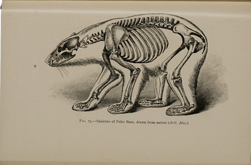 Skeleton of a Polar Bear, Drawn from Nature