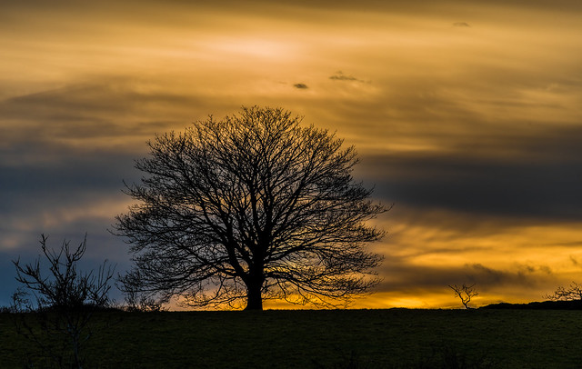 Bare tree at sunset- NK3_1879-2