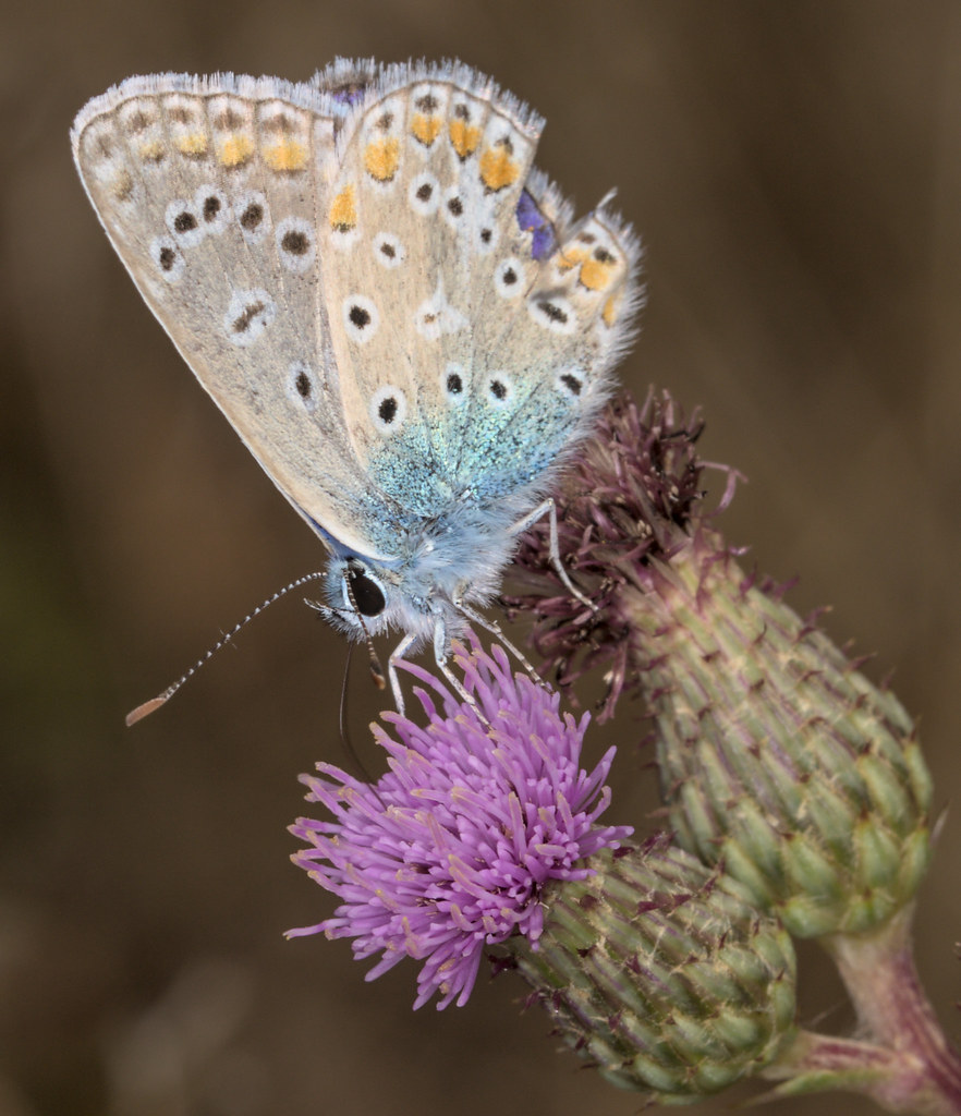 Common blue butterfly foraging