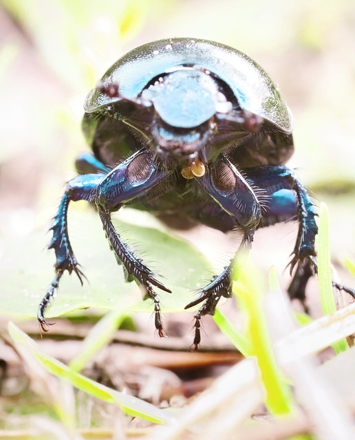 Dung beetle looking like an alien up close