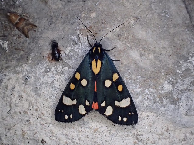 Callimorpha dominula - L’Écaille marbrée ou Écaille lustrée ou Écaille rouge - Scarlet tiger moth - 18/06/22