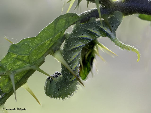 Esfinge-Caveira (Acherontia atropos) | Death's-head Hawkmoth