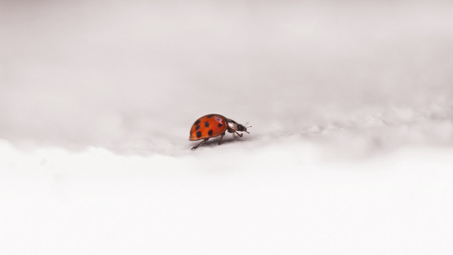 Ladybug II