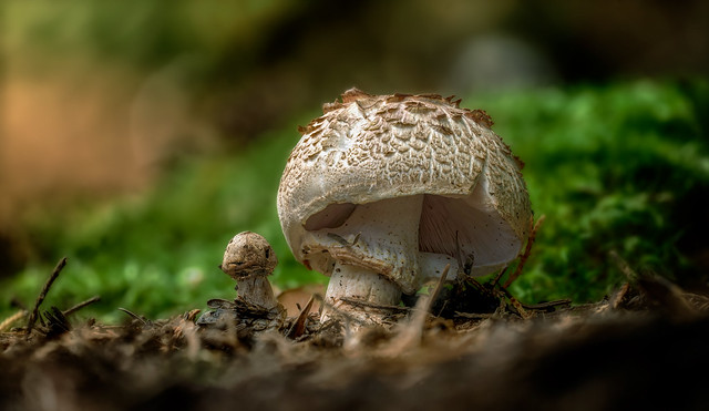 Mushroom pair ~ Explored