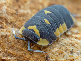 Woodlouse "Yellow Panda" ("Cubaris" caerulea) - PB024922