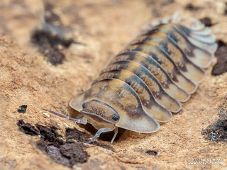 Woodlouse "Yellow Tiger" ("Cubaris" sp.) - P9280487x