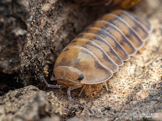 Woodlouse "Thunder Dragon" (Armadillidae) - PD090005