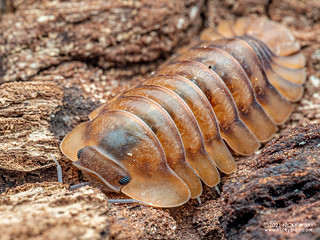 Woodlouse "Sun Tiger" ("Cubaris" sp.) - PB166622