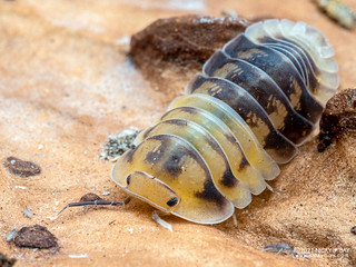 Woodlouse "Amber Panda" ("Cubaris" sp.) - P9280216x