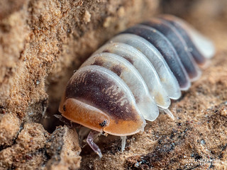 Woodlouse "White Shark" ("Cubaris" sp.) - PB025144