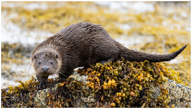Otter on the Isle of Mull