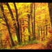 Autumn woods TMT