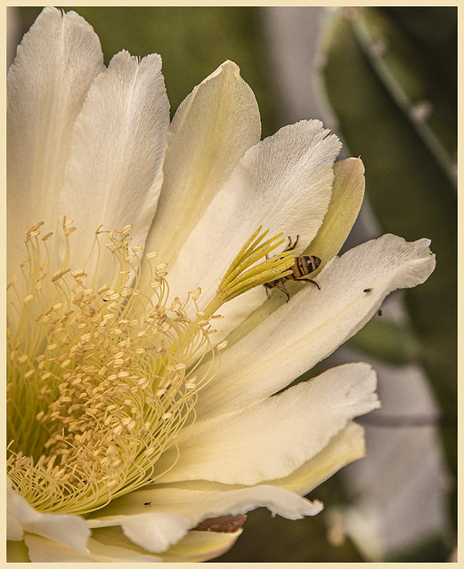Echinopsis #1 2022; Honye Bee & Fruit Flies