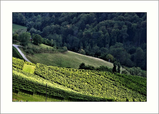 Südsteiermark - Weingärten am Maletschenberg