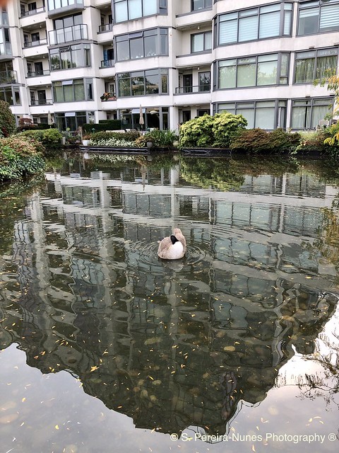 Canadian Goose relaxing in a water mirror, Vancouver downtown, Canada