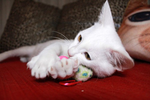 monk - Monk, gatito blanco Sordo súper cariñoso y activo esterilizado, nacido en Junio´22, en adopción. Valencia. 52407702402_f03036ffe4