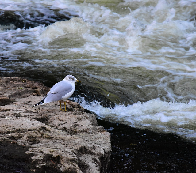 Gull by the water