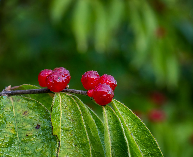Honeysuckle berries